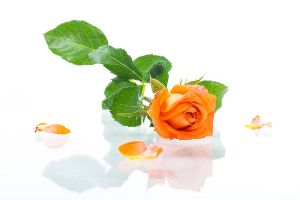 bright orange rose with green leaves. Isolation on a white background