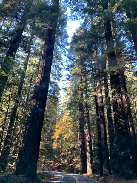 istock trees in the forest along the roadway 1272825118