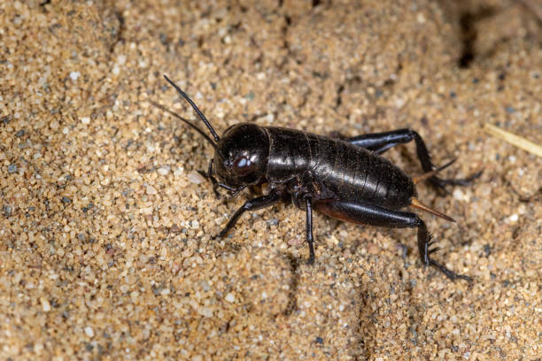 The cricket (Gryllus campestris) on the sand The cricket (Gryllus campestris) on the sand gryllus campestris stock pictures, royalty-free photos & images