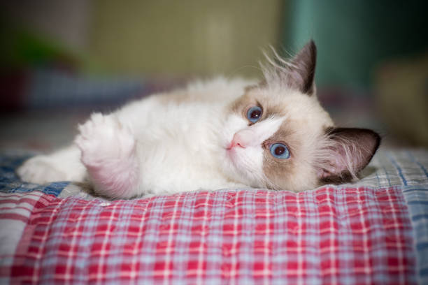 istock two month old Ragdoll kitten at home 1272825331