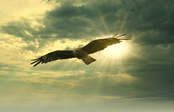 istock Japanese landscape1025 hawk 1272829437