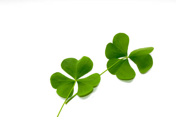 istock green clover leaves isolated on white background. St.Patrick 's Day. 1272831408