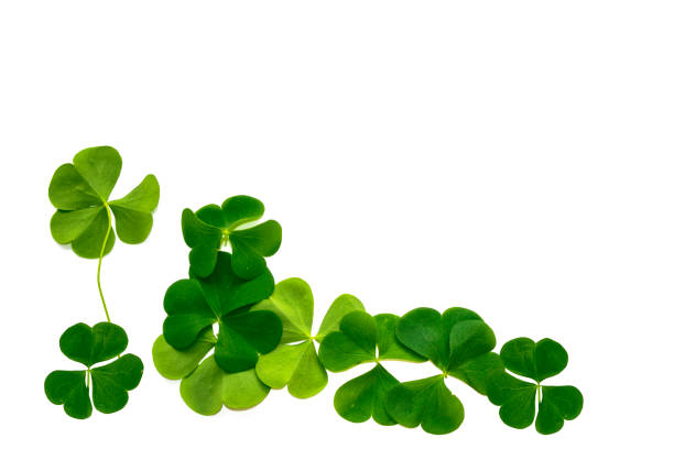 istock green clover leaves isolated on white background. St.Patrick 's Day. 1272831490