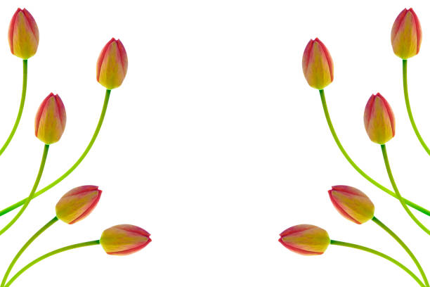 spring flowers tulips isolated on white background.