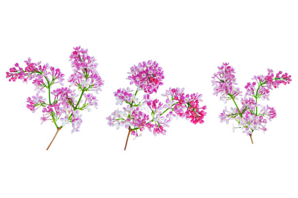 istock Bright colorful spring flowers 1272831569