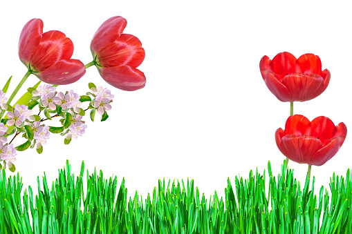 spring flowers tulips isolated on white background.