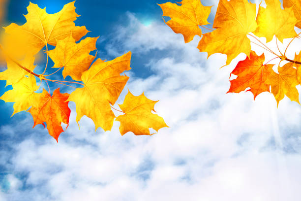 istock colorful autumn leaves 1272832174