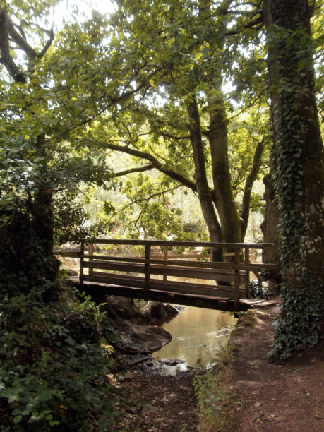 istock Forest of Paimpont 1272832353