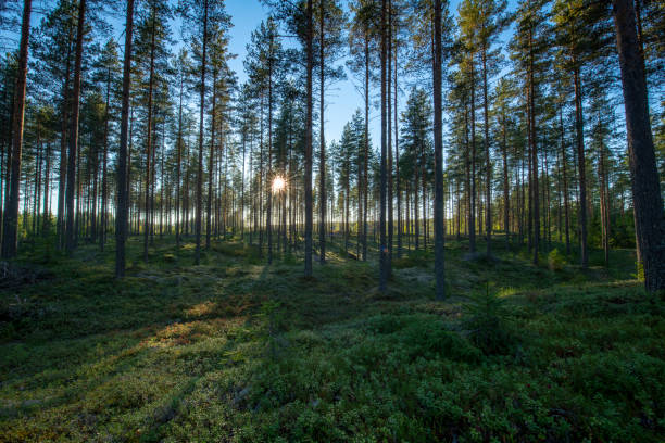istock a Sunset inside a forest in Finland with direct sun 1272832572