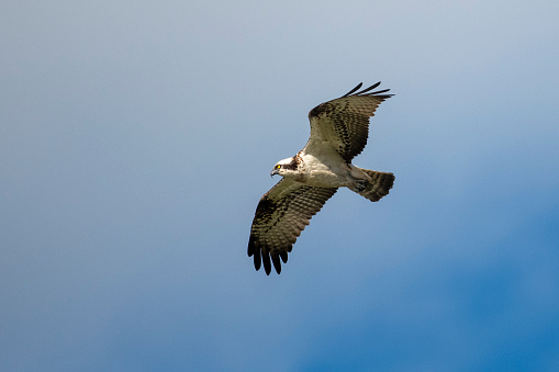 An osprey (Pandion haliaetus) in flight above the trees at Yucaipa Regional Park in southern California.