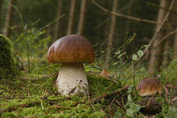 istock Boletus edulis mushroom growing in the forest in natural environment. 1272834085