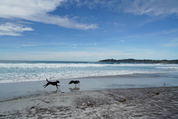 Two dogs running in Carmel Beach in the Monterey County, California.