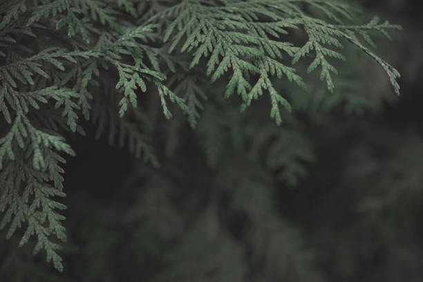 istock background of green spruce branches 1272834348