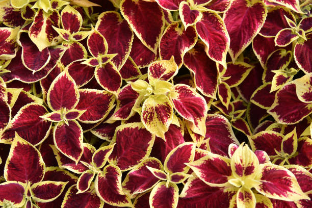 Beautiful red and yellow leaves of Coleus plant Beautiful red and yellow leaves of Coleus Blooming in the garden , Plectranthus scutellarioides coleus plant plectranthus scutellarioides close up stock pictures, royalty-free photos & images