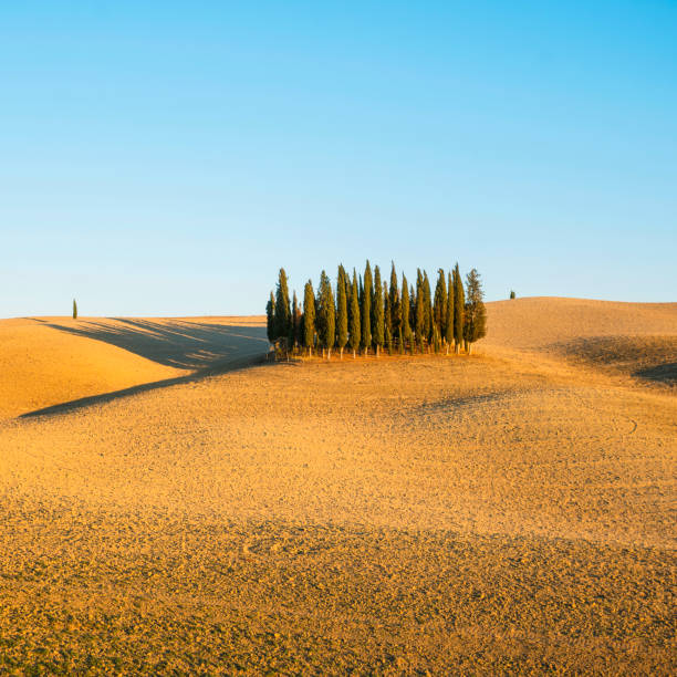 Cypress Trees on the middle of rolling landscape, San Quirici D'Orcia, Tuscany, Italy