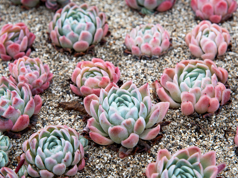 Succulents Echeveria Rosette forming growing in the garden