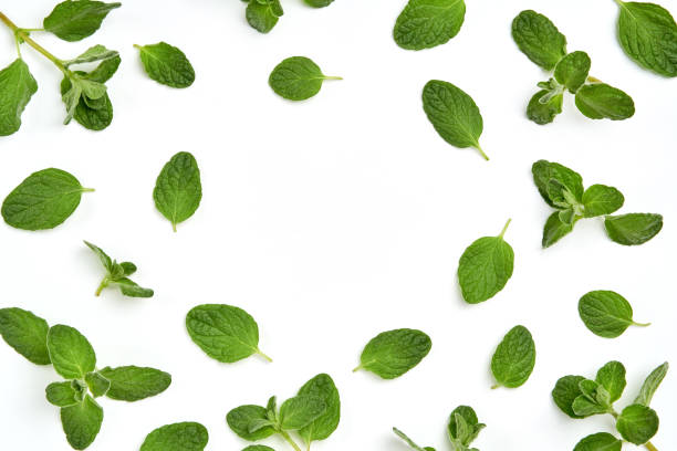 fresh zaatar, oregano leaves composition on white  background. top view with copy space - table ingredient gardening agriculture imagens e fotografias de stock