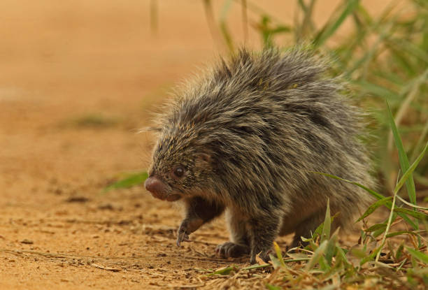 Orange-spined Hairy Dwarf Porcupine Orange-spined Hairy Dwarf Porcupine (Coendu villosus) adult walking on track"n"nAtlantic Rainforest, Brazil June spined stock pictures, royalty-free photos & images