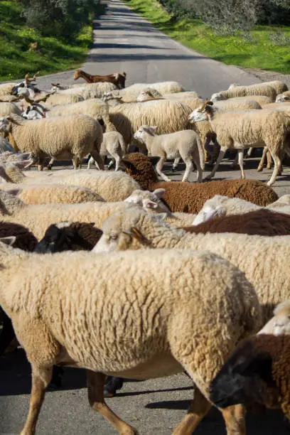 Close up view of a herd of white sheep crossing a road.