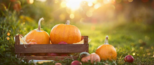 fond de jour d’automne de thanksgiving. récolte - octobre photos et images de collection