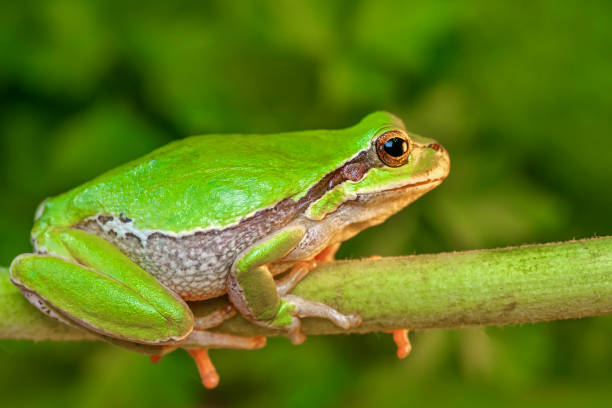 istock Beautiful Europaean Tree frog Hyla arborea 1272840644