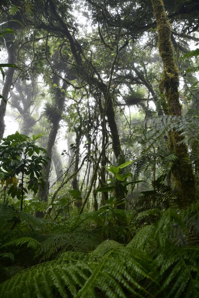 The mysterious, mystical, strange atmosphere of the tropical forest The mysterious, mystical, strange atmosphere of the tropical forest with its majestic trees and lush vegetation on the island of Taveuni Island. Fidji Island taveuni stock pictures, royalty-free photos & images