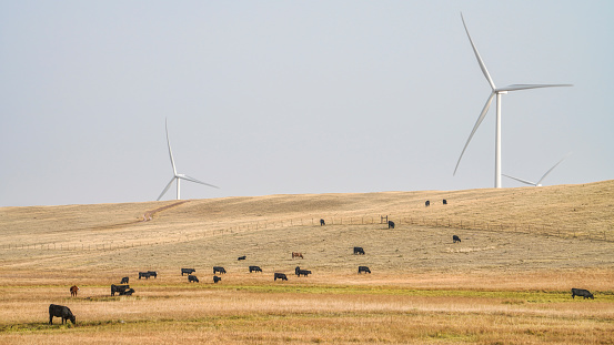 wind turbines and cattle in Wyoming prairie, late summer scenery with haze and smoke from forest wildfire