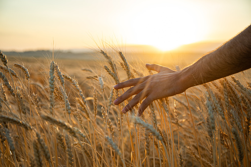 Close up hand of a female farmer entering data into her digital tablet while checking on her barley crop