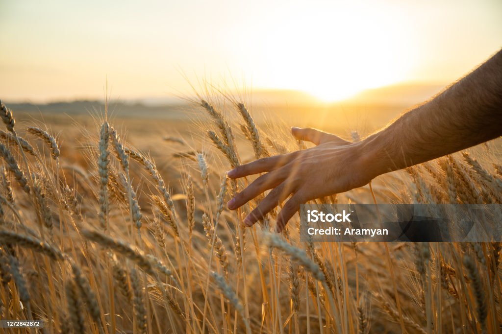 The man touches the barley ears The man touches the barley ears at the sunset Barley Stock Photo