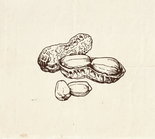 иллюстрация, нарисованная вручную арахисом - liliya stock illustrations