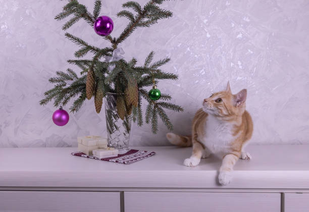 istock Christmas tree branches with cones and balloons, gift boxes are on the table, red cat sits next to and looks at the ball 1272844242