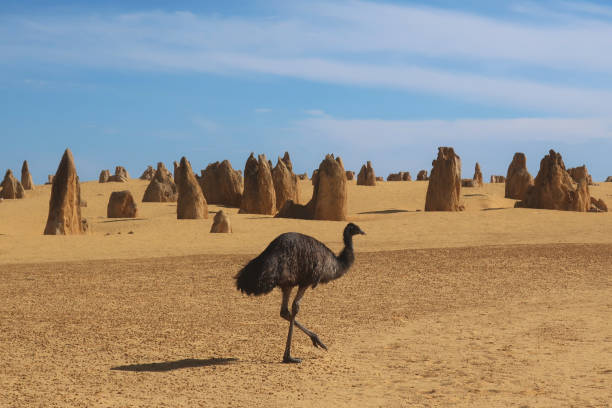 emu walks through pinnacles - nambung national park imagens e fotografias de stock