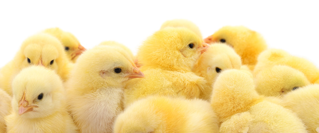 Group of little chicks isolated on white background.
