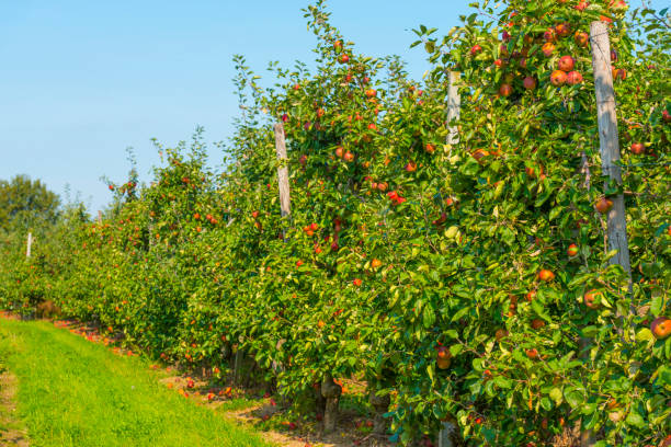 istock Apples growing in apple trees in an orchard in bright sunlight in autumn 1272847065