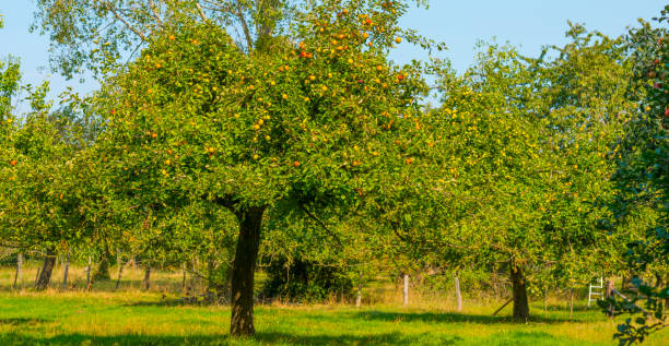 istock Apples growing in apple trees in an orchard in bright sunlight in autumn 1272847623