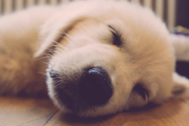 istock Golden retriever snout 1272848692