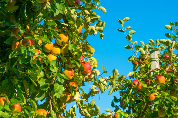 istock Apples growing in apple trees in an orchard in bright sunlight in autumn 1272848702