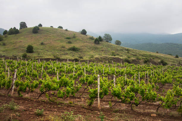 Vineyard. Grape trees farm. Crimea nature landscape