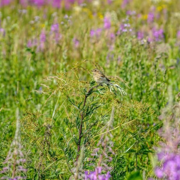 istock A juvenile whinchat (Saxicola rubetra) perched on a plant stem in lush meadow. 1272850049