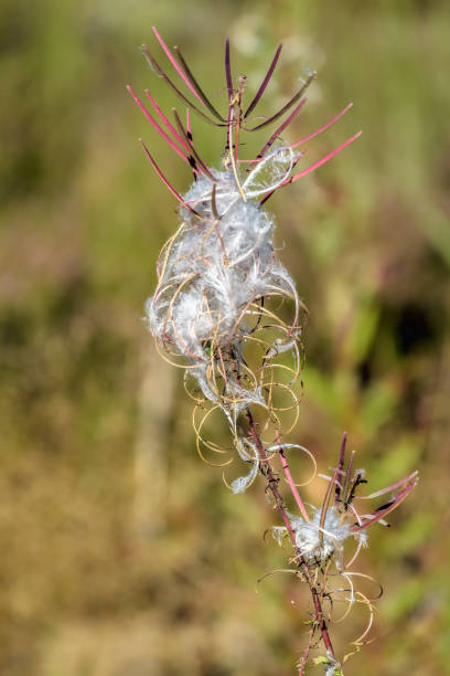 Late-summer flower-stalk Fireweed with leaves below and seed-pods in several stages: intact straight purple seed-pods at top, strongly curved open seed-pods, and nearly-open pods with seeds. algas de tallo de flores de finales del verano con hojas por debajo y vainas de semillas en varias etapas: semisípidos rectos intactos en la parte superior, vainas de semillas abiertas fuertemente curvadas y vainas casi abiertas con semillas.