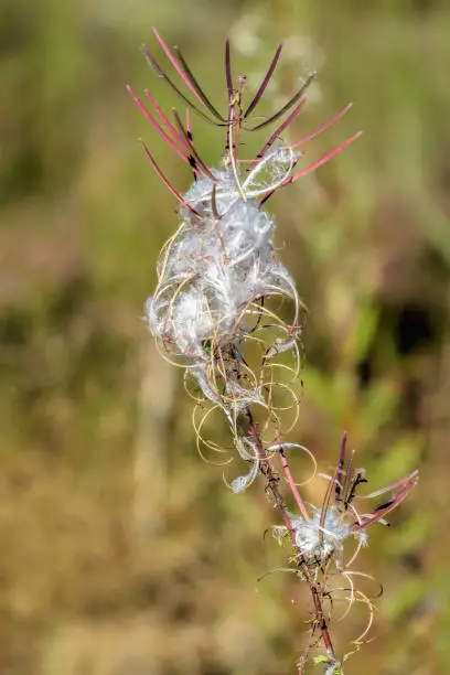 Late-summer flower-stalk Fireweed with leaves below and seed-pods in several stages: intact straight purple seed-pods at top, strongly curved open seed-pods, and nearly-open pods with seeds.