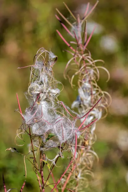 Late-summer flower-stalk Fireweed with leaves below and seed-pods in several stages: intact straight purple seed-pods at top, strongly curved open seed-pods, and nearly-open pods with seeds.