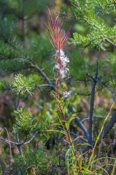 Late-summer flower-stalk Fireweed with leaves below and seed-pods in several stages: intact straight purple seed-pods at top, strongly curved open seed-pods, and nearly-open pods with seeds. algas de tallo de flores de finales del verano con hojas por debajo y vainas de semillas en varias etapas: semisípidos rectos intactos en la parte superior, vainas de semillas abiertas fuertemente curvadas y vainas casi abiertas con semillas.