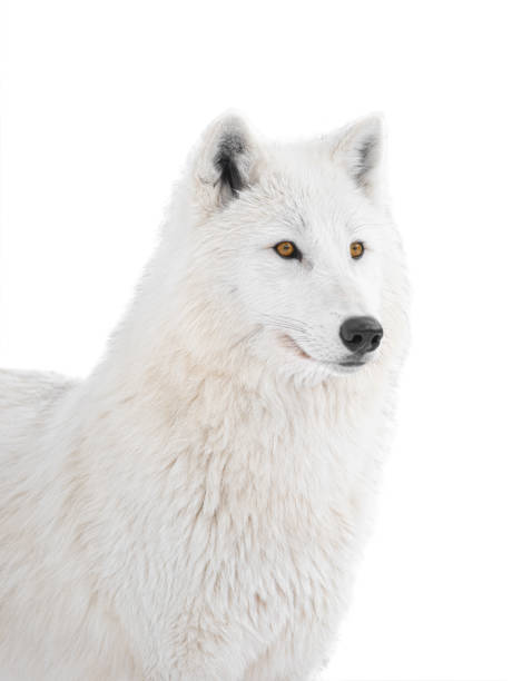 istock portrait Polar wolf isolated on a white 1272850666