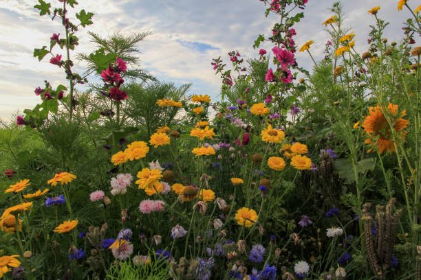 여름에 네덜란드 시골에서 야생 꽃의 아름다운 변화 - grass shoulder rural scene road wildflower 뉴스 사진 이미지