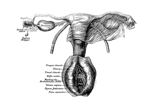Illustration of a female reproductive organ