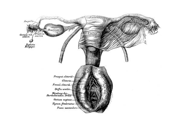 Female reproductive organ Illustration of a female reproductive organ diagram of female reproductive system drawings stock illustrations