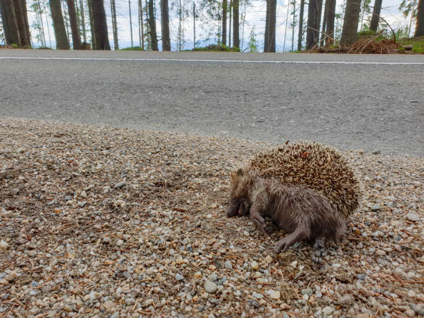 istock Dead hedgehog killed by car on nature road 1272852964
