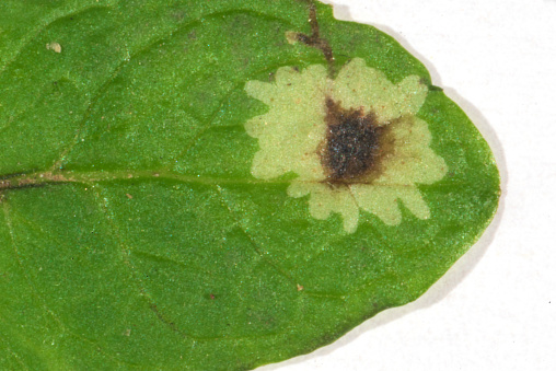 Tip of a mint leaf contaminated by a fly larva (genus Agromyzidae)