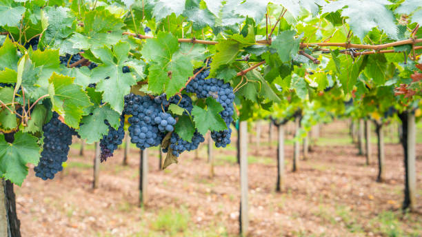 istock cannonau grape cluster in the vineyard, Jerzu Sardinia, Italy 1272855905